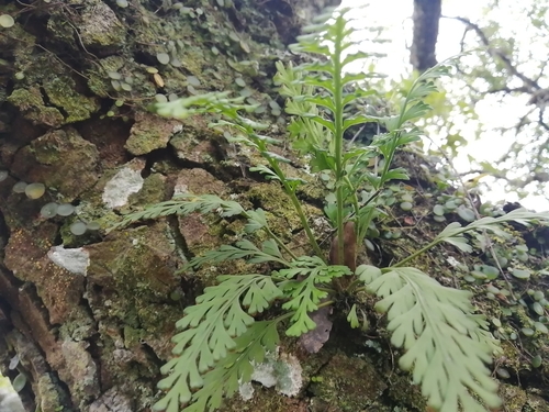 Asplenium theciferum image