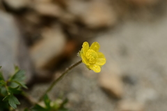 Ranunculus formosa-montanus