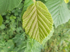 Carpinus betulus