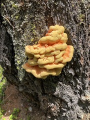 Laetiporus montanus