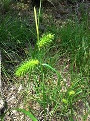 Carex lurida