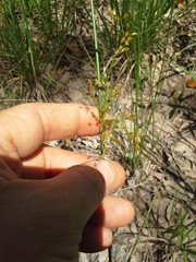 Juncus coriaceus