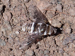 Thyridanthrax indigenus