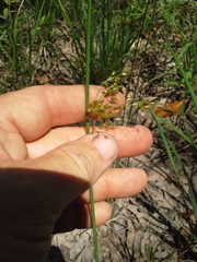 Juncus coriaceus