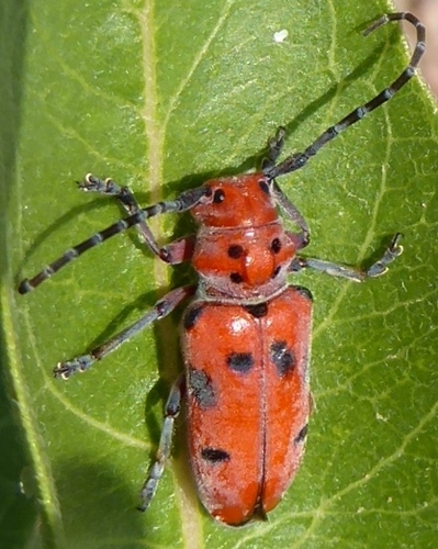 Red-femured Milkweed Borer