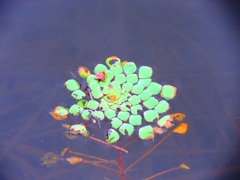 Ludwigia sedoides