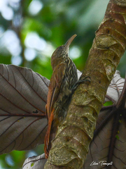 Lepidocolaptes fuscicapillus layardi