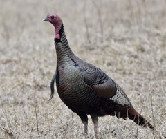 Meleagris gallopavo