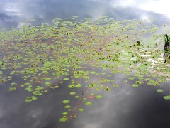 Ludwigia sedoides