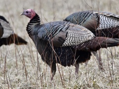 Meleagris gallopavo