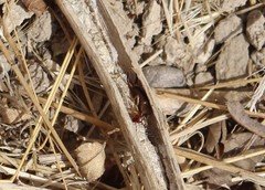 Forficula auricularia