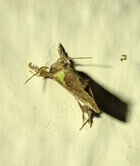 Euclea microcippus