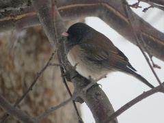 Junco hyemalis montanus