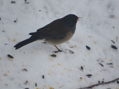 Junco hyemalis montanus