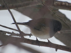 Junco hyemalis montanus
