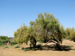 Haloxylon ammodendron