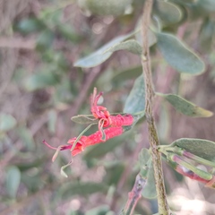 Plicosepalus acaciae