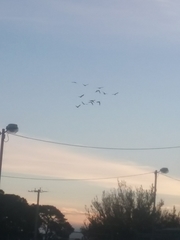 Zanda funerea funerea