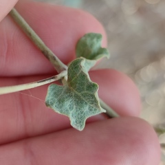 Commicarpus sinuatus