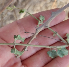 Commicarpus sinuatus