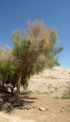 Haloxylon ammodendron