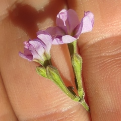 Commicarpus sinuatus