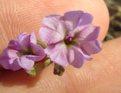 Commicarpus sinuatus