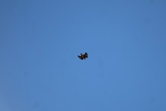 Buteo jamaicensis
