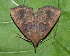 Hypena holophaea