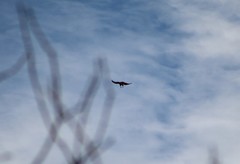Buteo jamaicensis