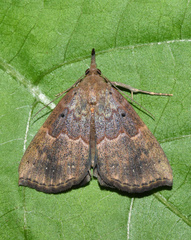 Hypena holophaea