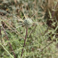 Echinops polyceras