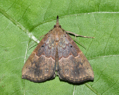 Hypena holophaea