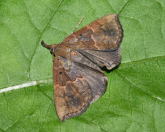 Hypena holophaea