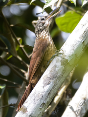 Xiphorhynchus elegans