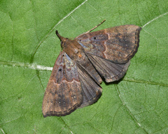 Hypena holophaea