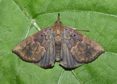 Hypena holophaea