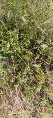 Commicarpus