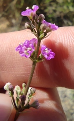 Commicarpus