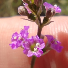 Commicarpus