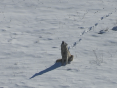 Canis lupus occidentalis