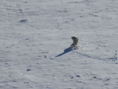 Canis lupus occidentalis