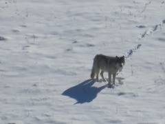 Canis lupus occidentalis