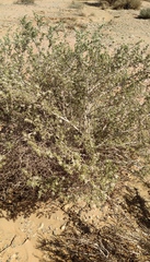 Gymnocarpos decander