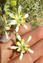 Gymnocarpos decander