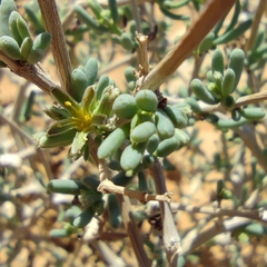 Gymnocarpos decander