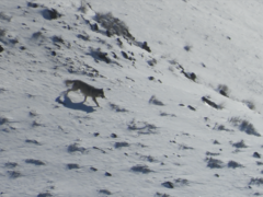 Canis lupus occidentalis