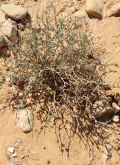 Gymnocarpos decander
