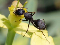 Camponotus feae