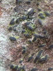 Hysterium angustatum